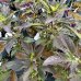 Ibištek bahenný (Hibiscus moscheutos) ´BERRY AWESOME´® - výška 50-80 cm, kont. C5L